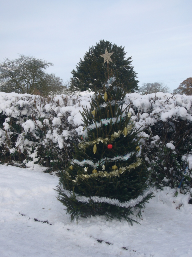 We installed 7 Christmas trees in Balsall common working with residents and the parish council